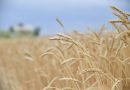 ❗️🌾Саратовская область собрала первый миллион тонн зерна урожая-2023. Валовой сбор составил 1,033 млн тонн при средней урожайности 27,2 ц/га, убрано 379,4 тыс. га. Уборка идет с опережением темпов прошлого года.