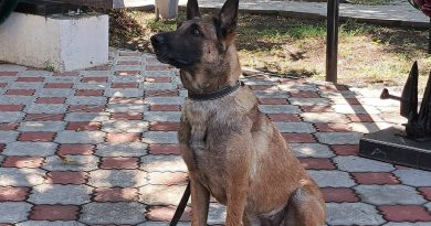 🐕26 августа – День благодарности собаке